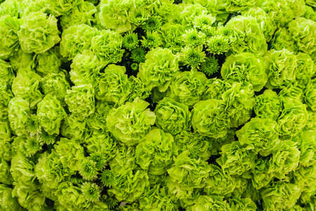 Green flower patternの写真素材