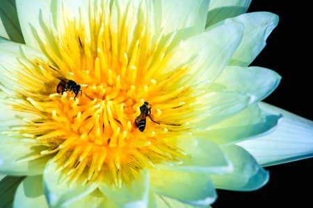 White lotus and beesの写真素材