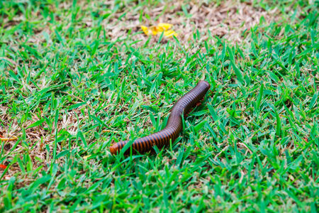 The giant millipedesの写真素材