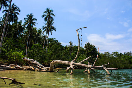 The log in the sea