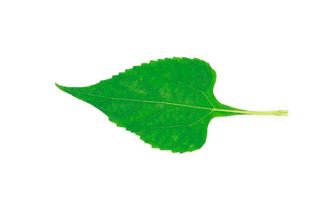 Leaf