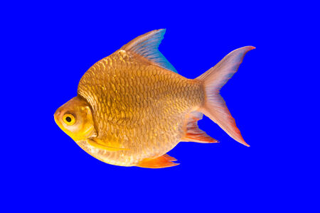 Golden Fish