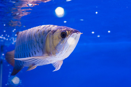Arowana Fishの写真素材
