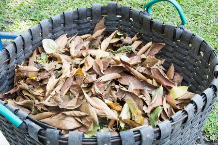 Dry leaves in the binの写真素材