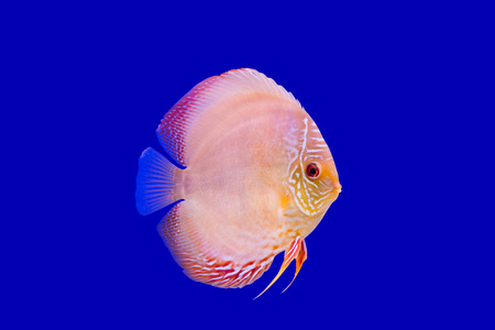 Pompadour Fish on blue backgroundの写真素材