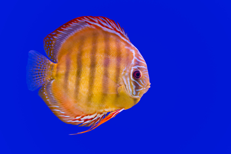 Pompadour Fish on blue backgroundの写真素材