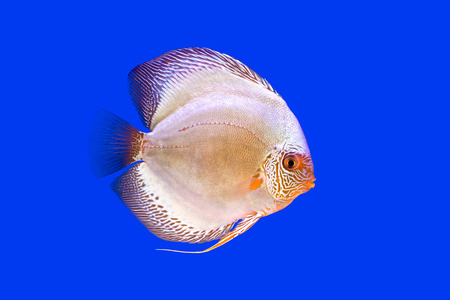 Pompadour Fish on blue backgroundの写真素材