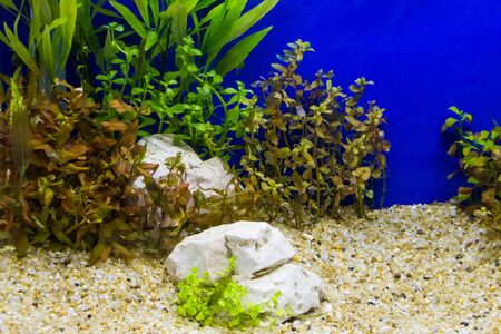 Plant in aquarium with fresh waterの写真素材