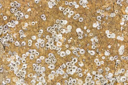 Barnacles on Rock