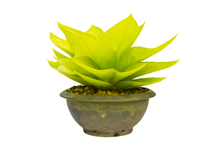 Plant in the pot with isolateの写真素材