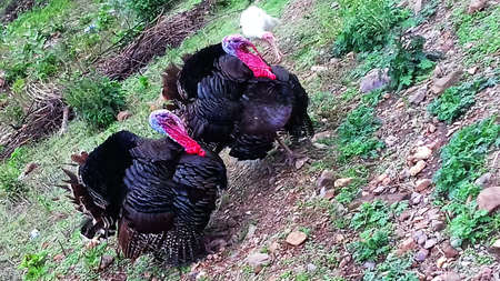 Turkey birds on the ground...
