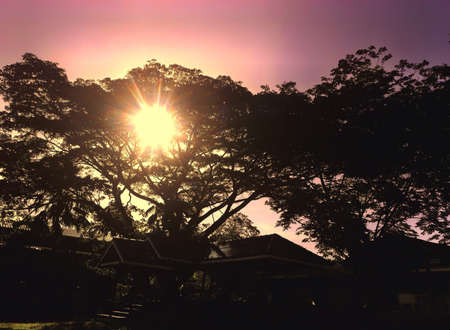 Tree obscured the sunの素材