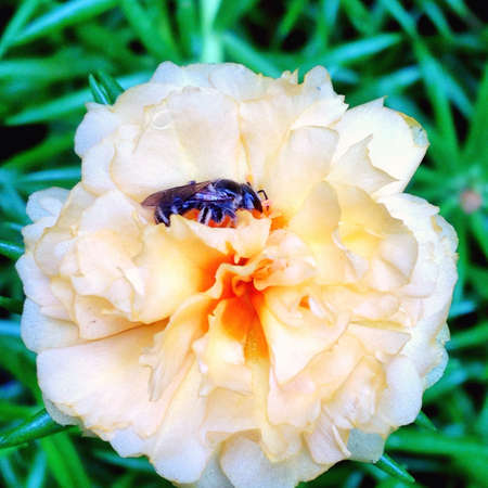 Bee find nectarの素材