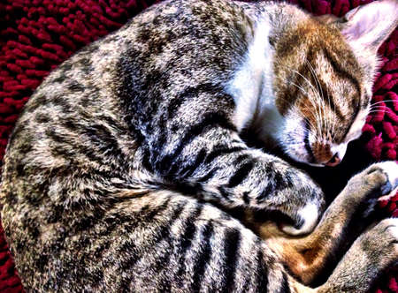 Cat sleeping on the carpetの素材
