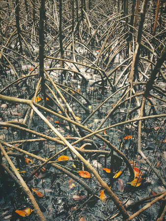 The roots of the mangrove trees innumerable.の素材