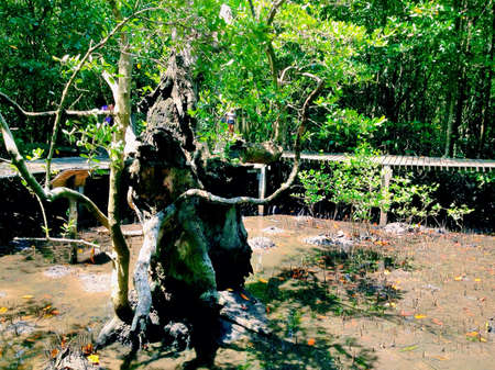 Wood remains to be resurrectedの素材