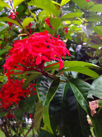 Red flowerの素材
