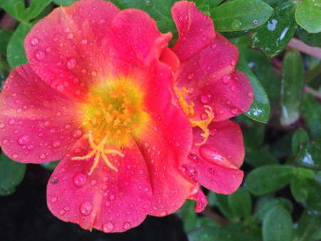 Pink hibiscus flowersの素材