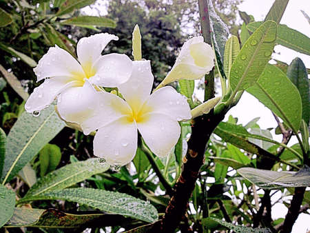 White hibiscus flowersの素材