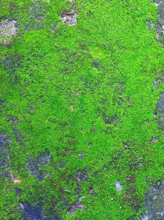 Moss on the groundの素材