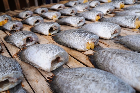 Fishes preservation, by sun light for keep long time 