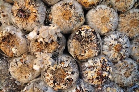 A lot of sawdust cap for mushroom grow up in a farmの写真素材