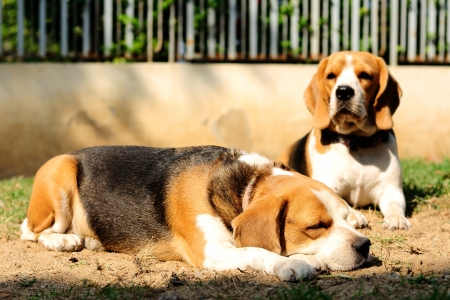 Beagles sunbathe on the yardの写真素材