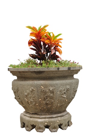 Plants in Old flowerpot isolated on white background, clipping path includedの写真素材