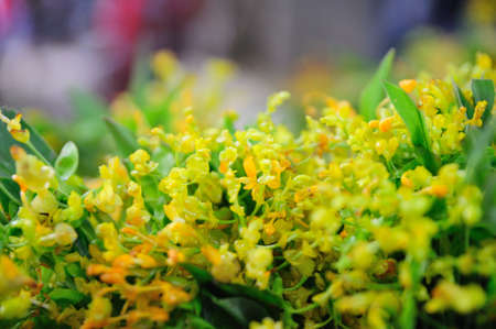 Smithatris supraneana, flower for beginning of Buddhist Lentの写真素材