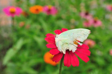 Isolate zinnia with butterfly which teared wingsの写真素材