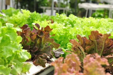 Close up organic vegetable farms, clean food 