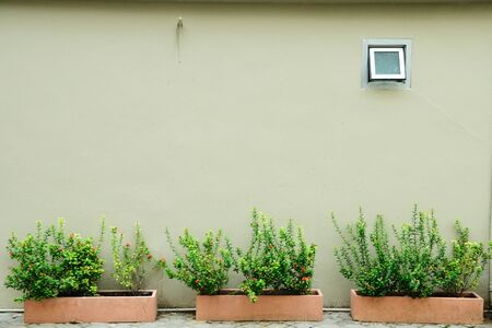 Wall with window and beautiful flowerpots の写真素材