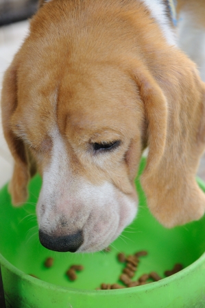 Beagle puppy eating animal food in green bowlの写真素材
