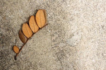 Dry tamarind leaf on vintage の写真素材