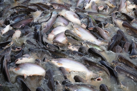 Lot of Pangasius sutchi catfish, in Thai temple 
