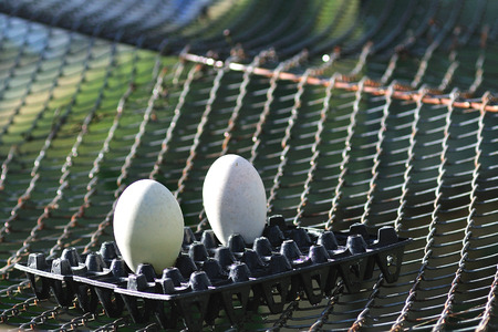 Double big eggs swan put in plastic tray on iron net 