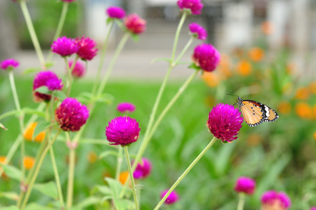 Group of amaranth in gardening with butterfly の写真素材