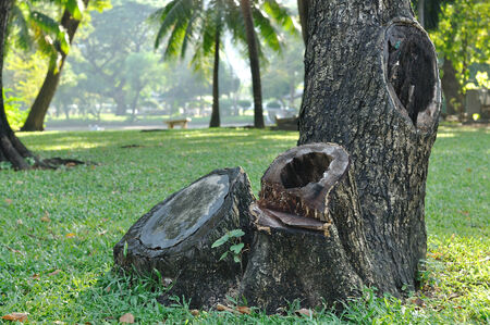 Many trees in public gardenの写真素材