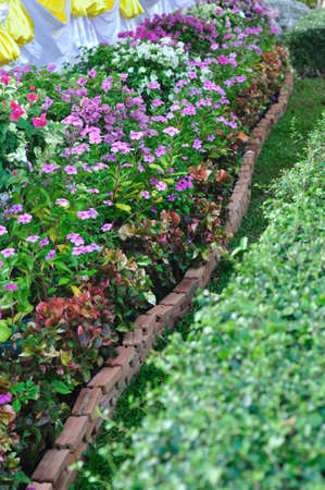 Beautiful flowers in public garden の写真素材