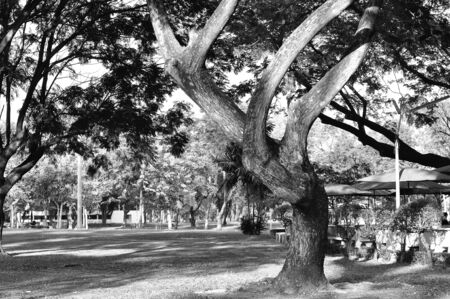 Many trees in public garden, in black and whiteの写真素材
