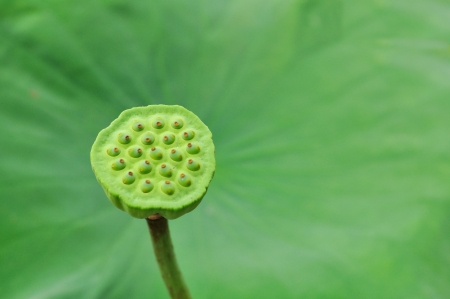 Lotus seeds with green leafの写真素材