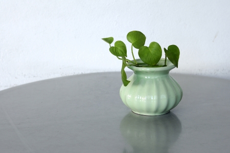 Green plants in small vase on table, Golden pothos の写真素材