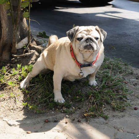 Cute pug dogs on groundの写真素材