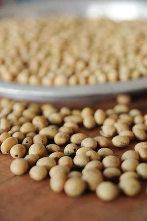 Close up rotten soybean seed in aluminium tray.の写真素材