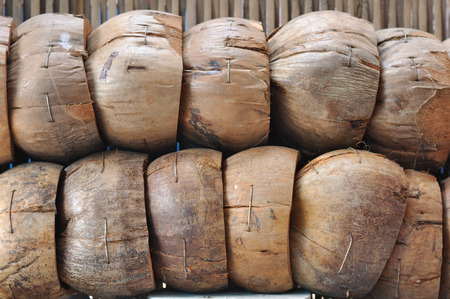 Row of old coconuts arrangingの写真素材