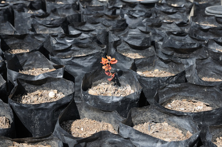 Drought soil in black plastic bags and one small plant.の写真素材