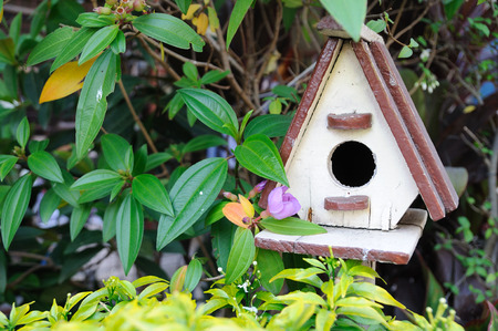 Cute house-birds in garden.