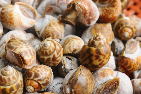 Babylonia-areolata frozen, preserve (food) の写真素材