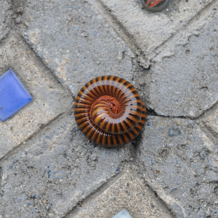 Millepede coiling on stone floor.の写真素材