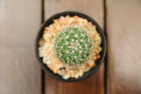 Close-up small  Cereus hexagonus Mill on woodern tableの写真素材